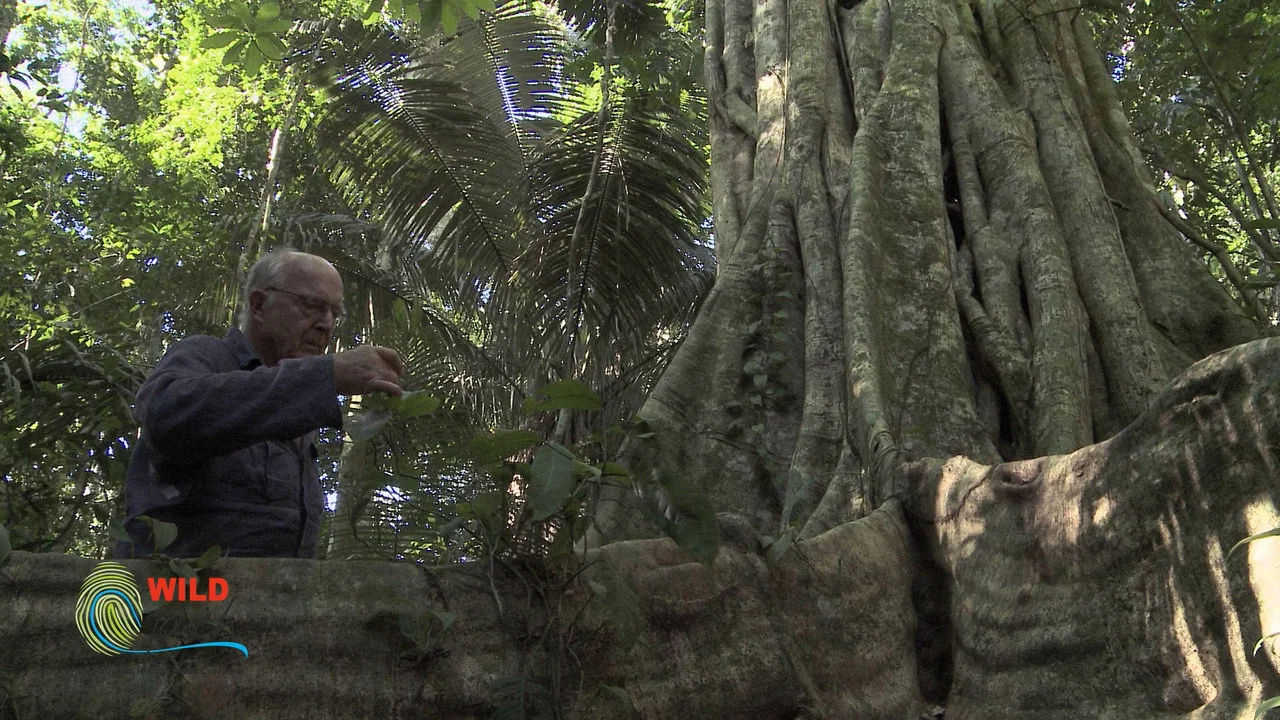 Botanist Francis Hall&eacute; Explains... - 剧照