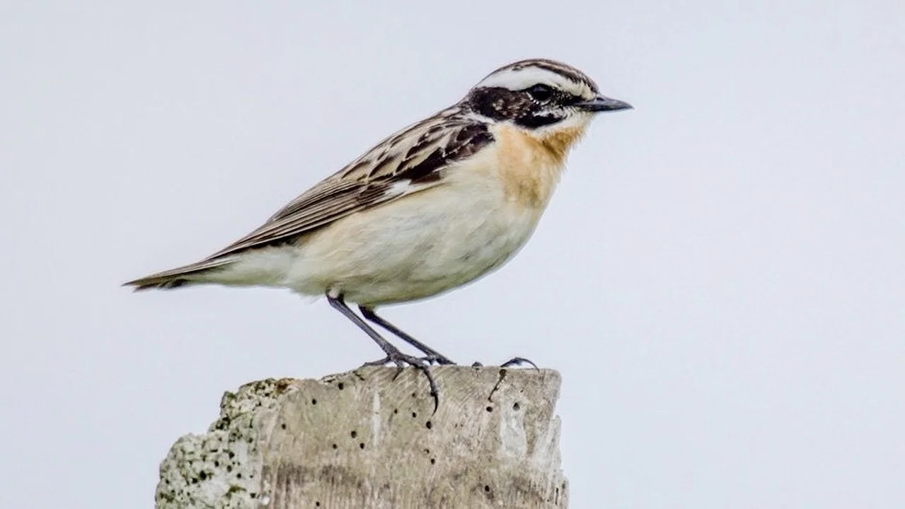 Vers un Monde Sans Oiseaux - 剧照