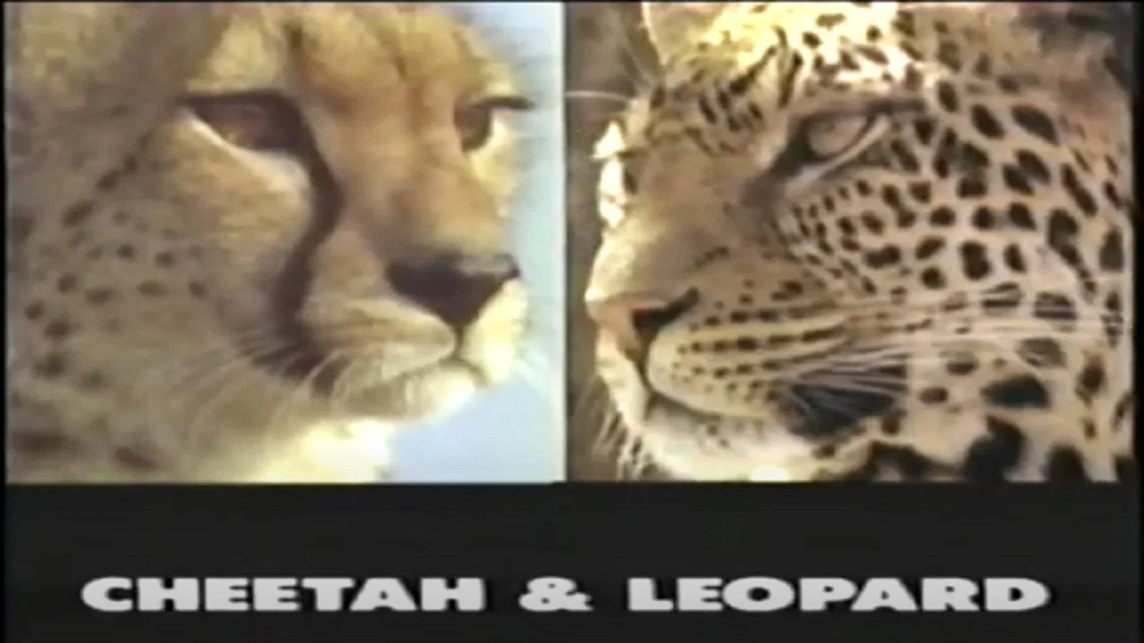 Predators of the Wild: Cheetah and Leopard - 剧照