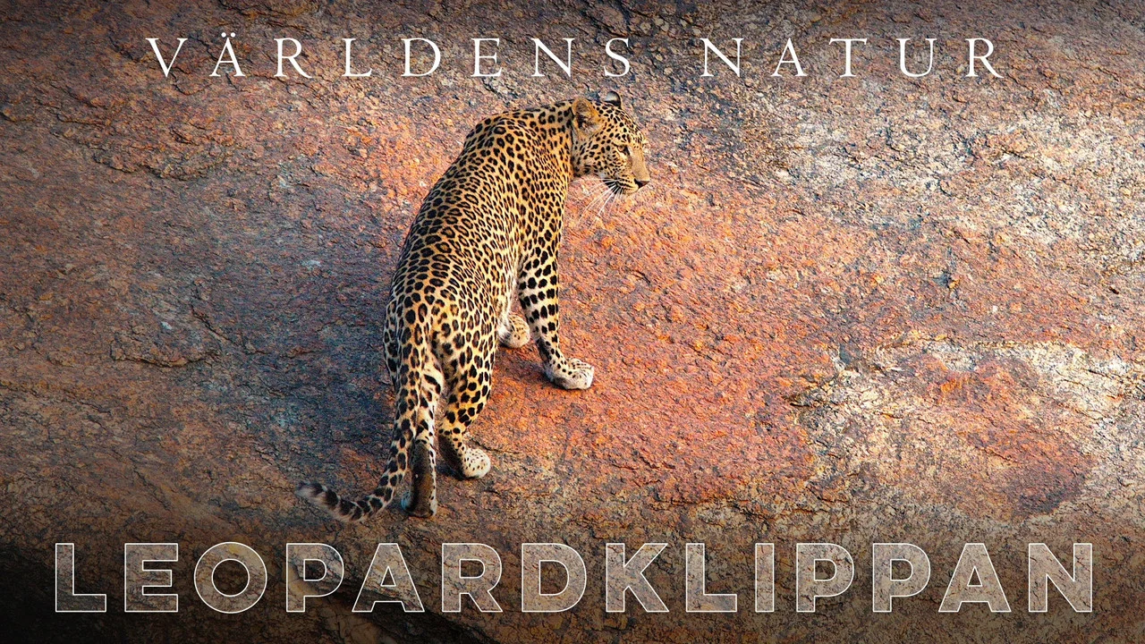 The Leopard Rocks - 剧照