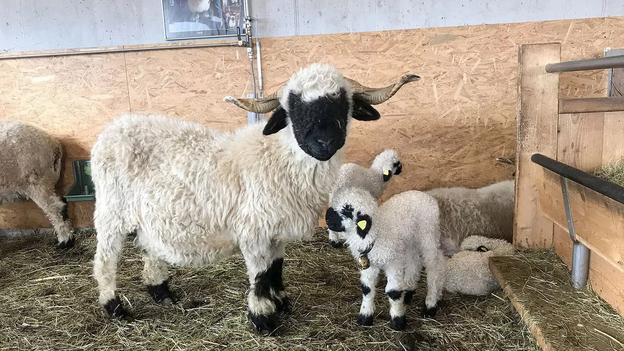 Das sch&ouml;nste Schaf im Wallis - 剧照