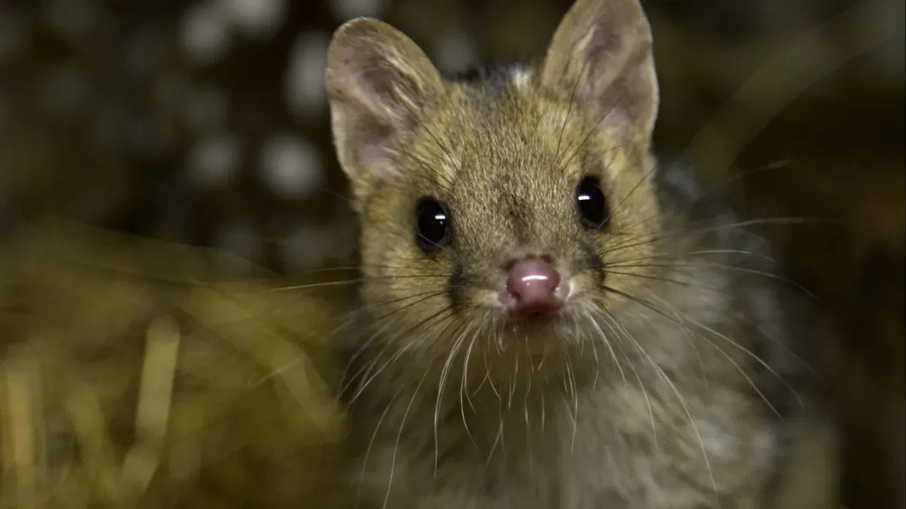 Quoll Farm - 剧照