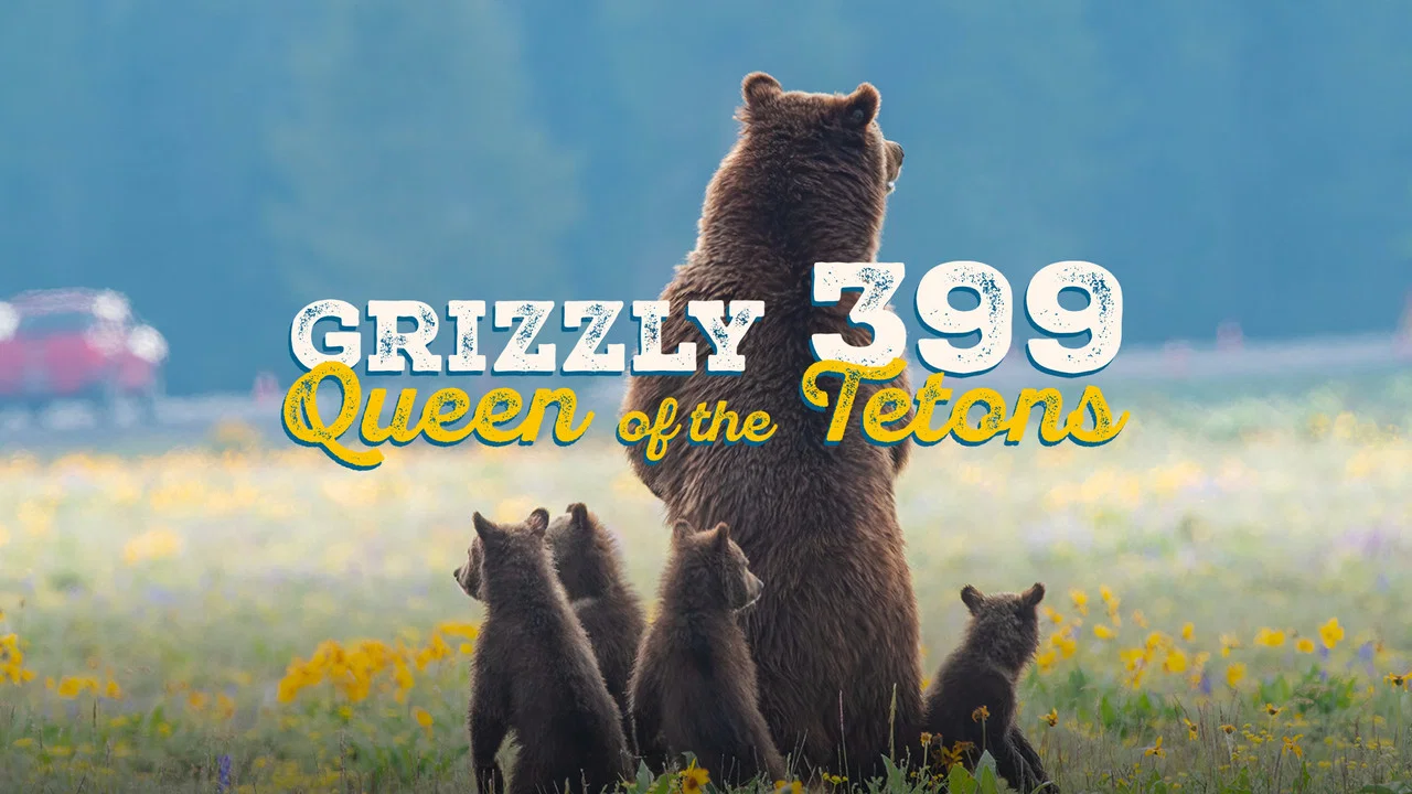 Grizzly 399: Queen of the Tetons - 剧照