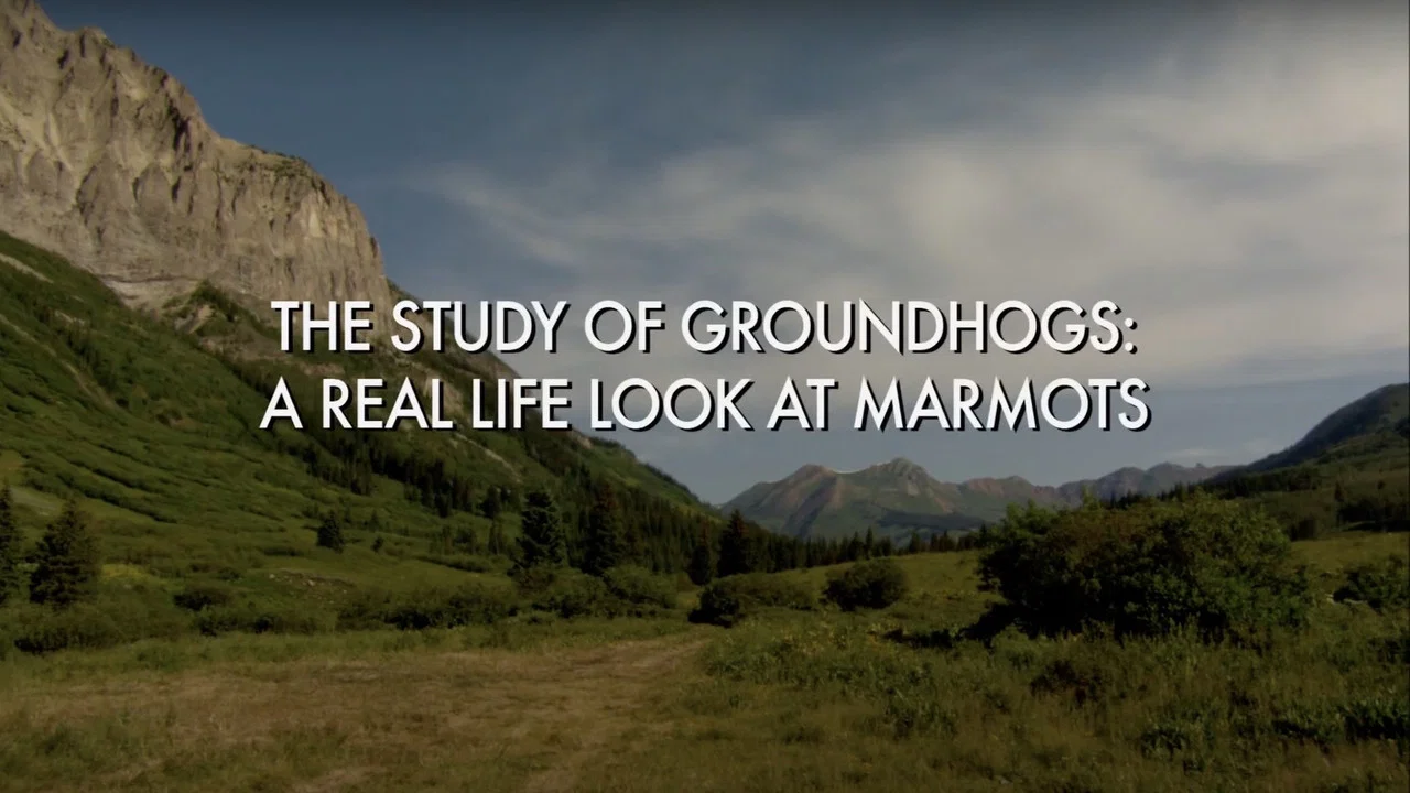 The Study Of Groundhogs: A Real Life Look At Marmots - 剧照