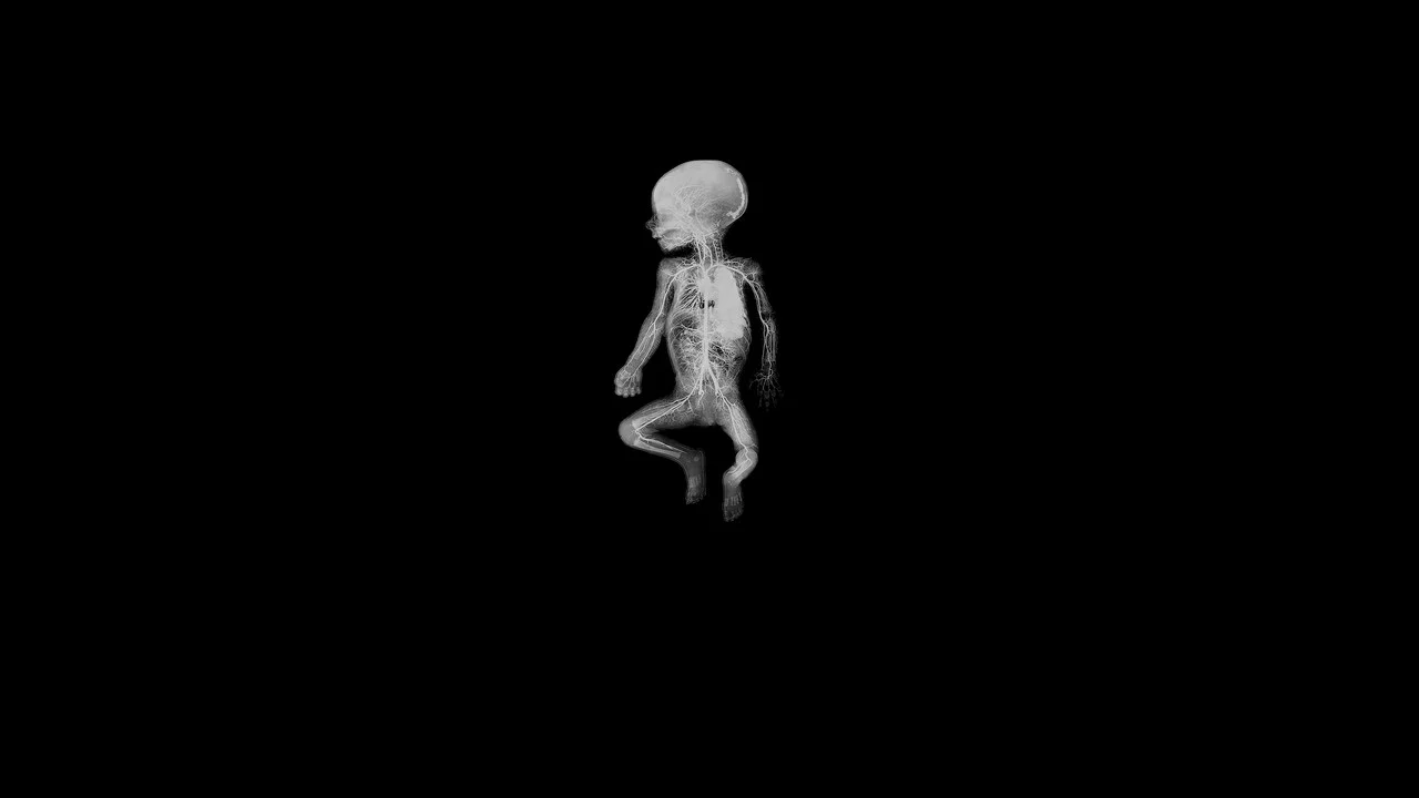 人体结构 - 剧照