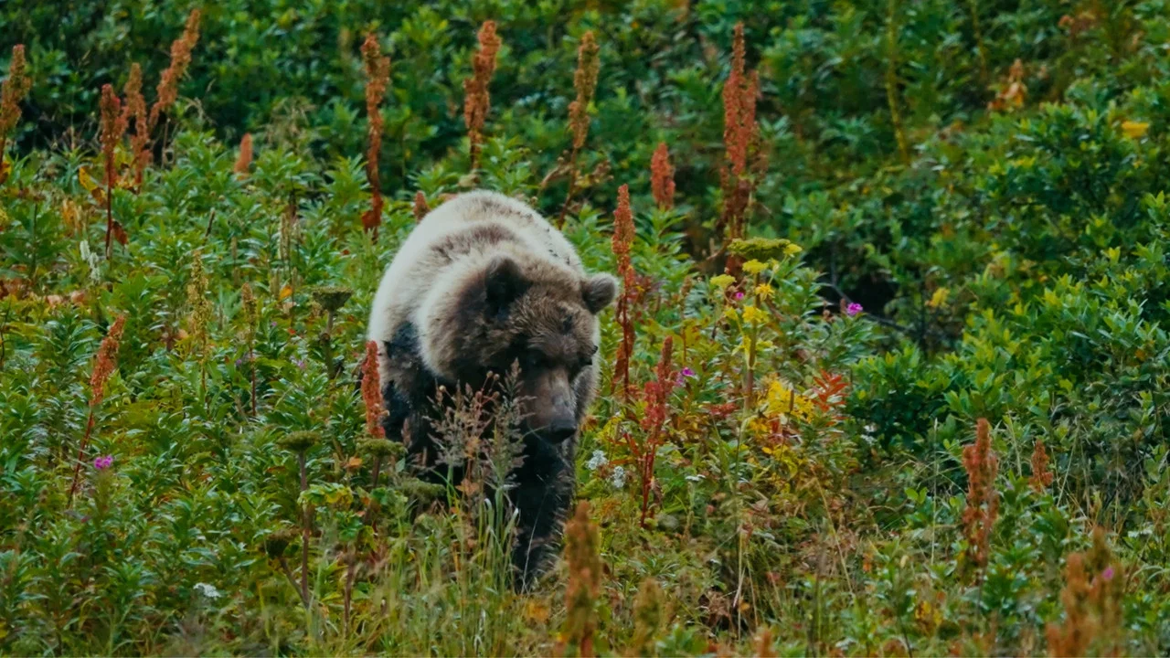 The Bear Beneath - 剧照