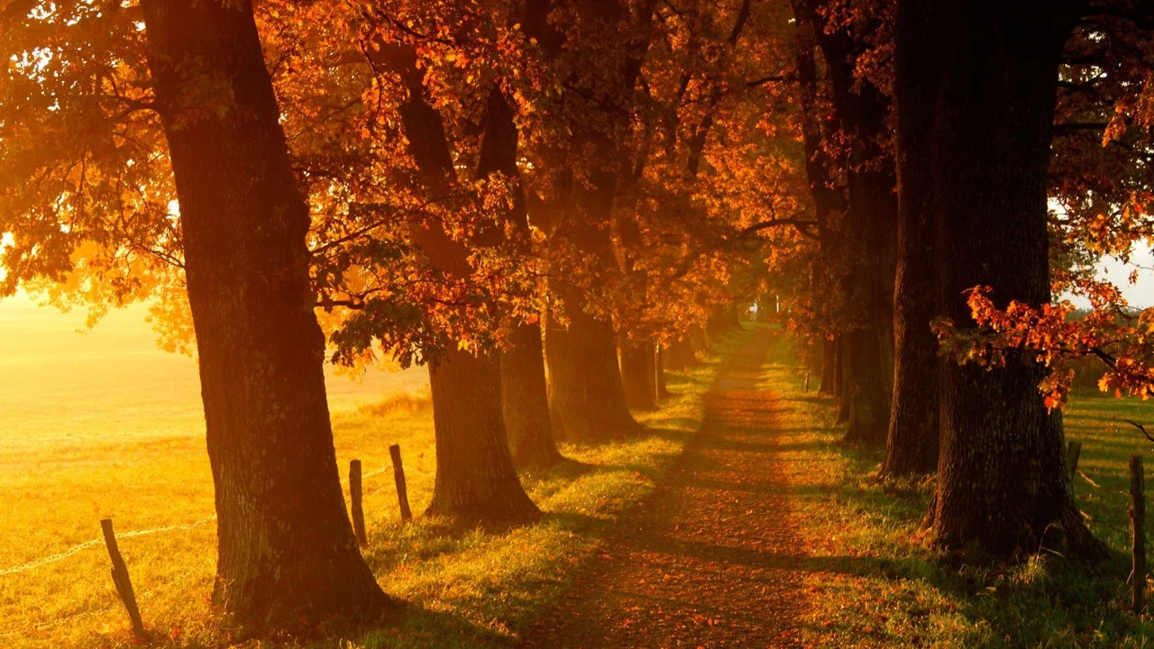 Voir l'automne, une saison en France - 剧照