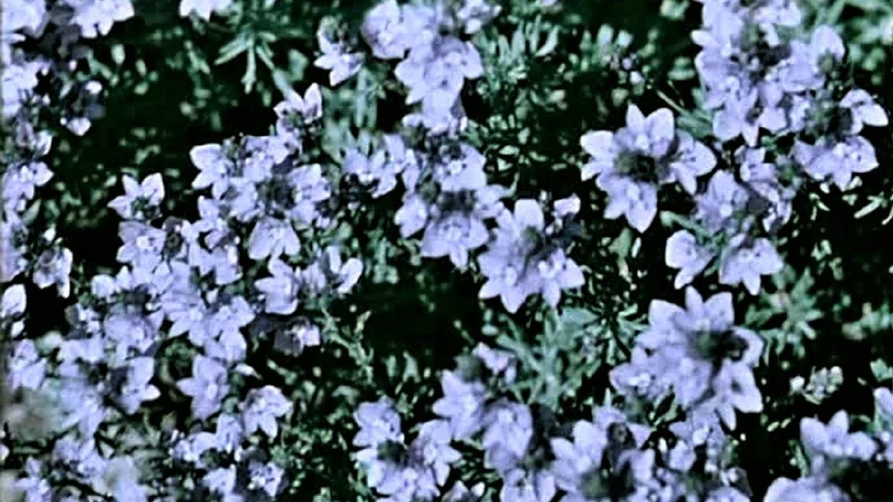 关于一朵花的歌 - 剧照