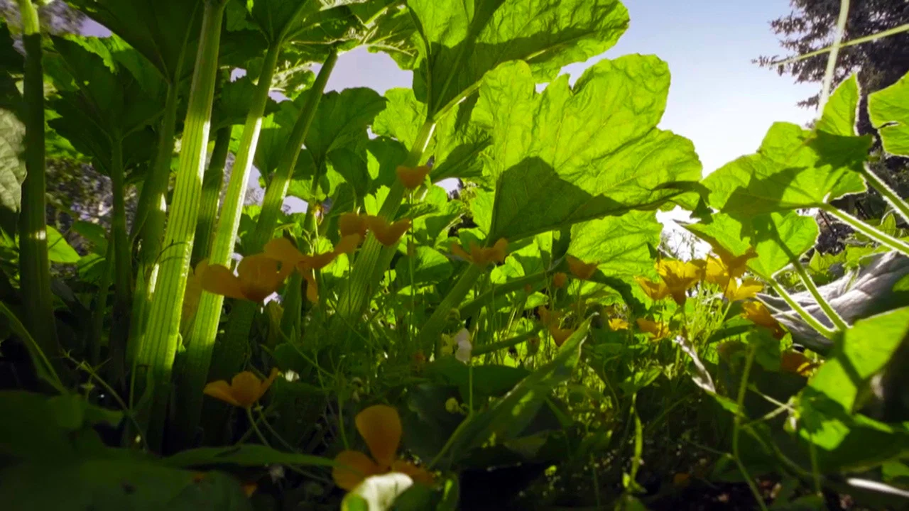 菜园的奇妙野生世界 - 剧照
