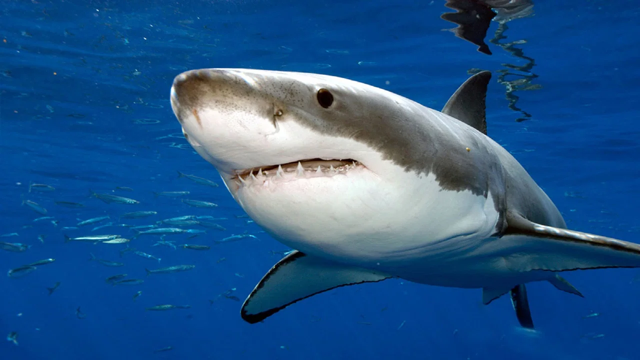 Attaques de Requins &agrave; La R&eacute;union : L'enqu&ecirc;te - 剧照