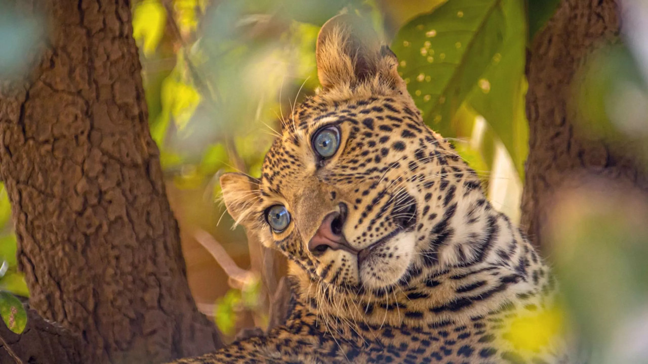 Olimba, K&ouml;nigin der Leoparden - 剧照