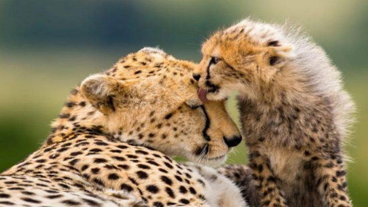 Die f&uuml;nf Geparde - Gemeinsam durch die Serengeti - 剧照