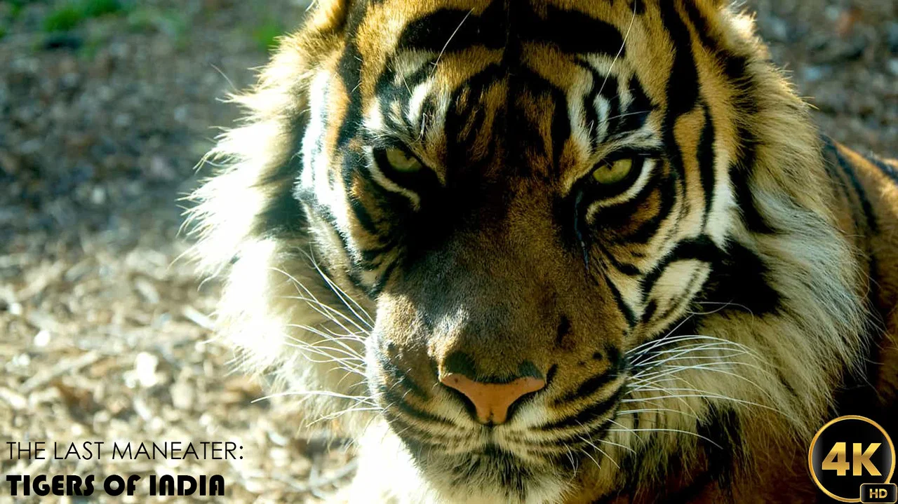 The Last Maneater: Killer Tigers of India - 剧照