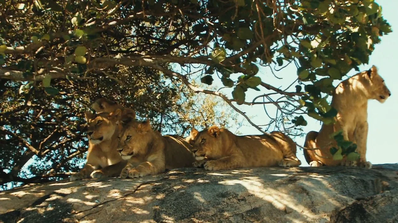 Lions Rule - 剧照