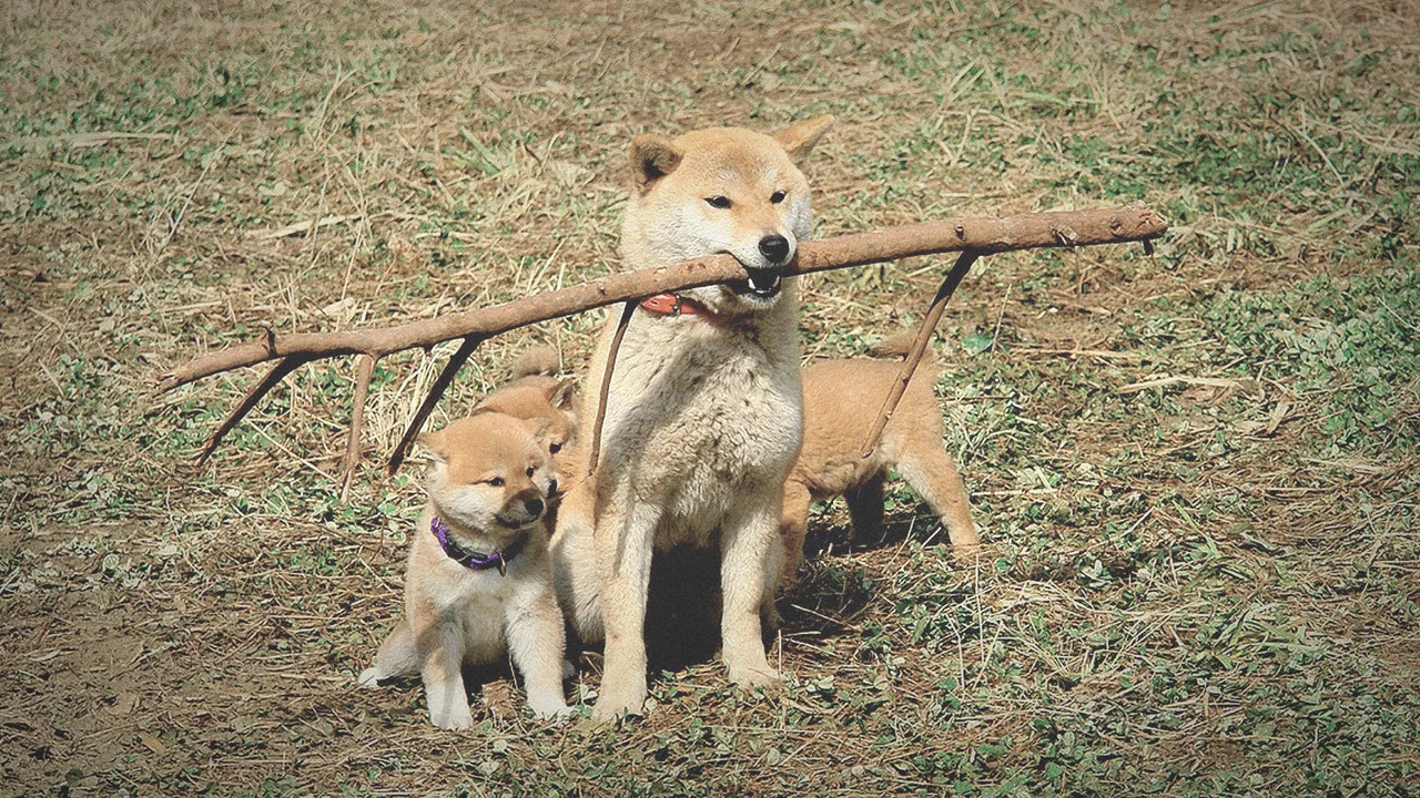 爱犬的奇迹 - 剧照