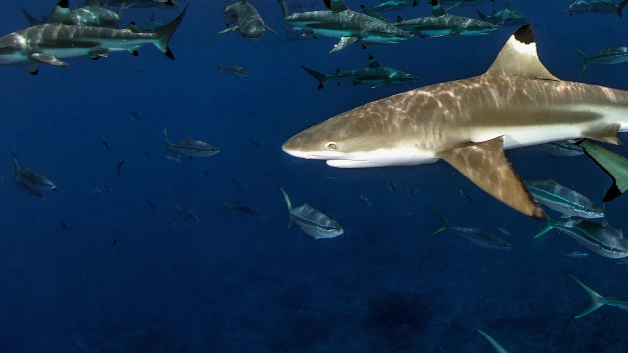 Sharks of Lost Island - 剧照