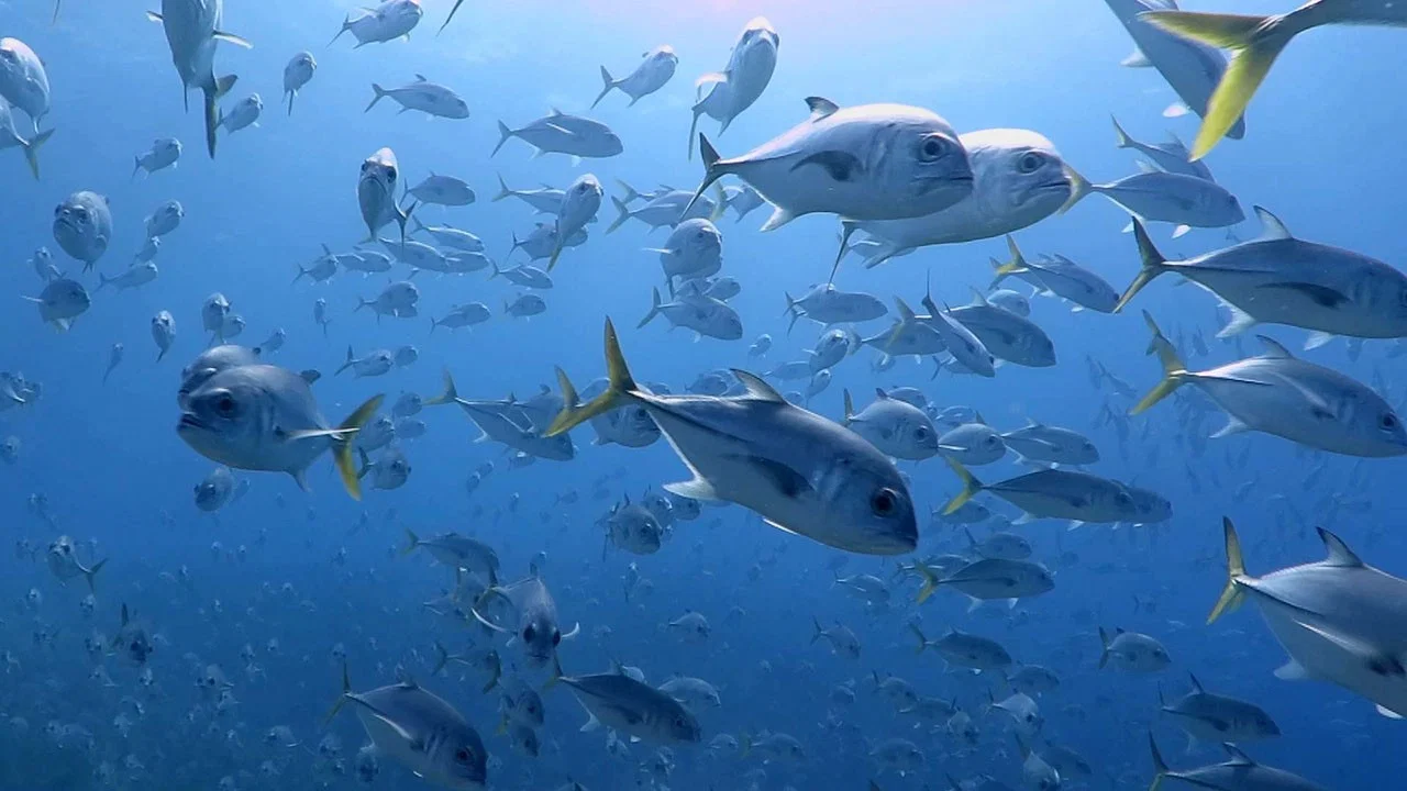 Castro's Secret Reef - 剧照