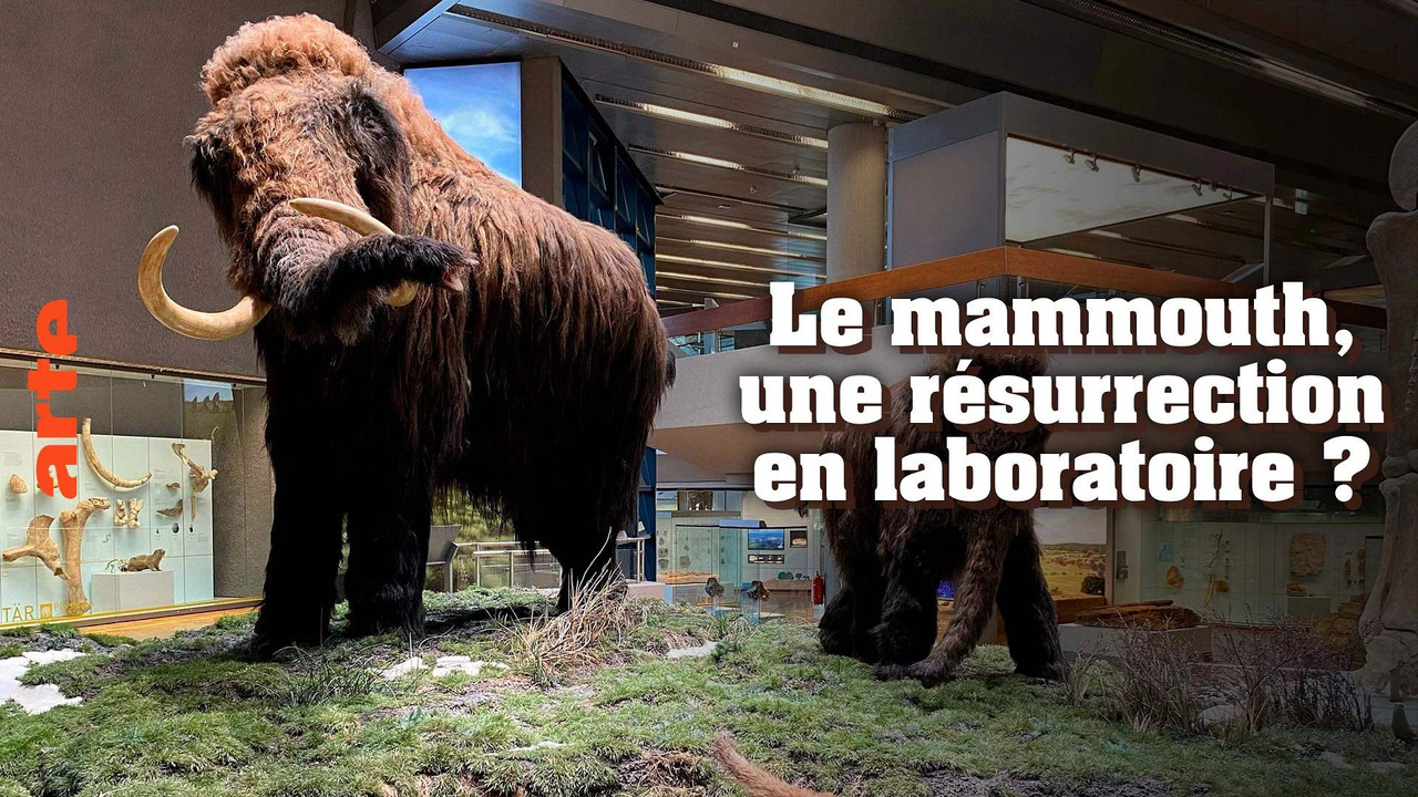 Ein Mammut-Projekt &ndash; Wiedergeburt ausgestorbener Arten - 剧照