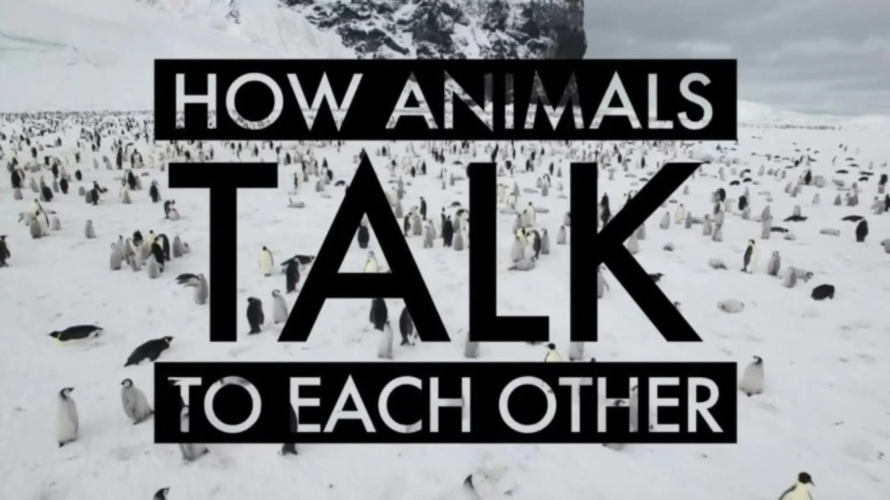 How Animals Talk To Each Other - 剧照
