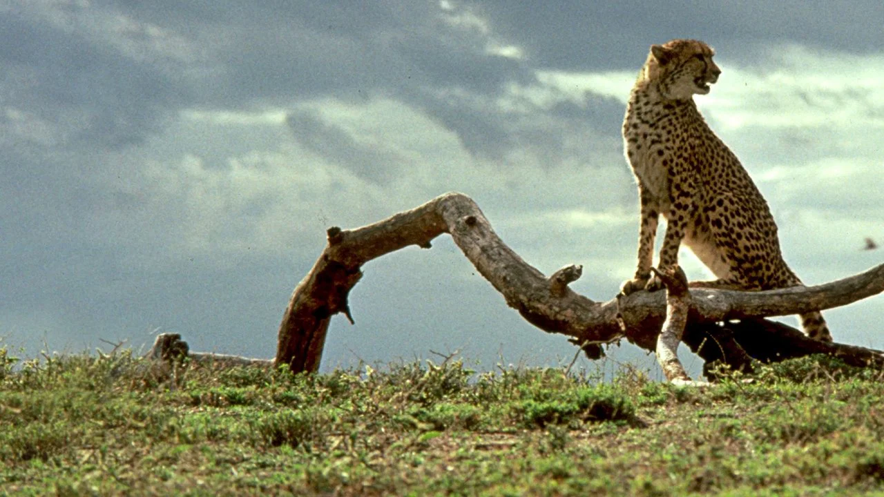 Cheetah - 剧照