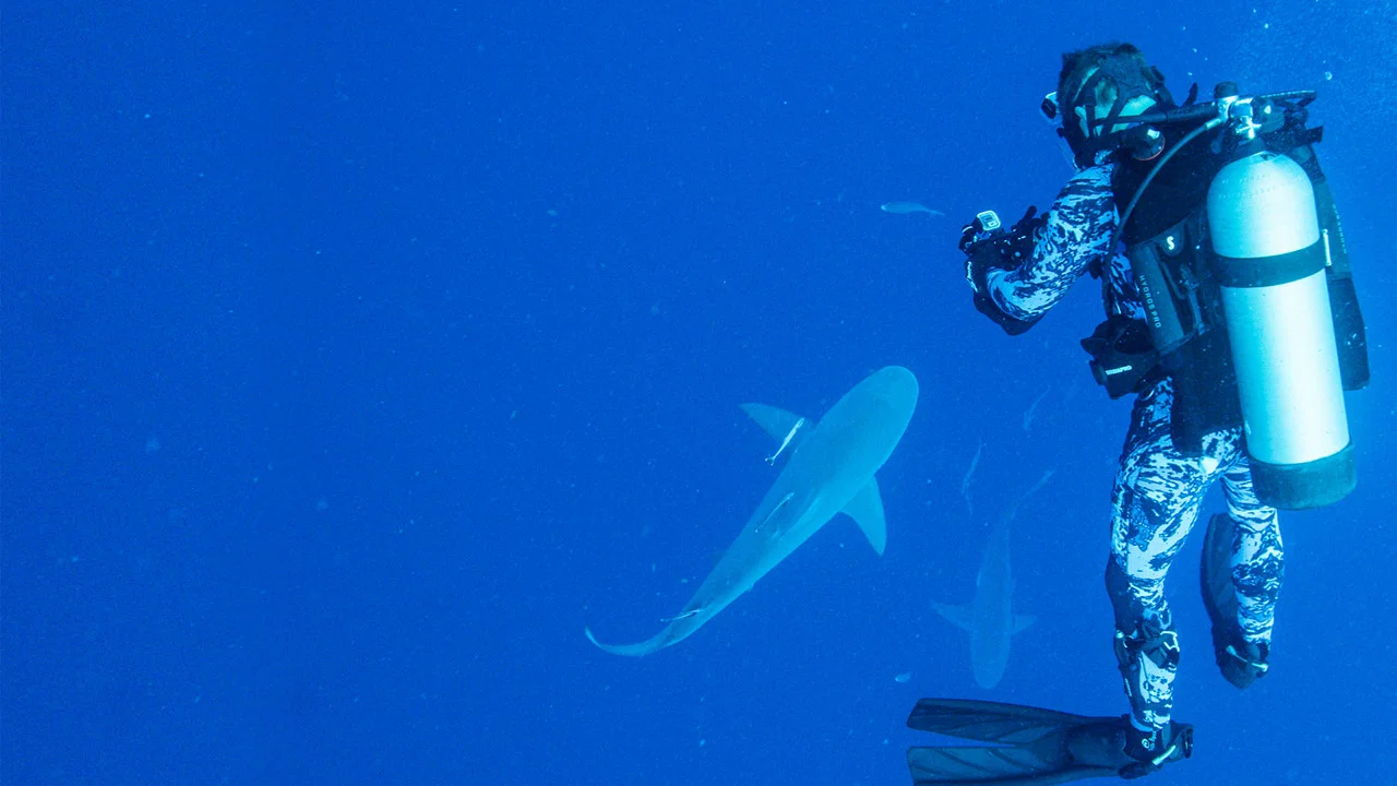World's Biggest Bull Shark? - 剧照