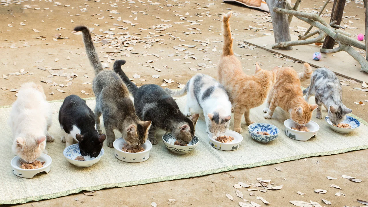 猫咪后院之家 - 剧照