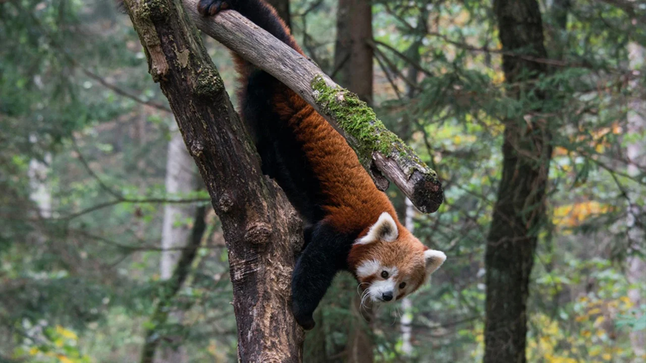 Red Panda: World's Cutest Animal - 剧照