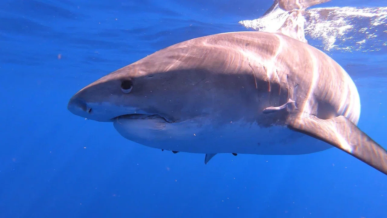 Sharks of Hawaii - 剧照