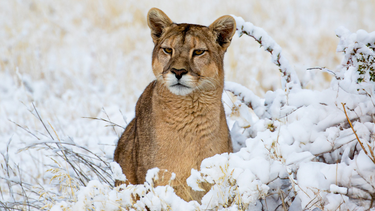 Pumas: Legends of the Ice Mountains - 剧照