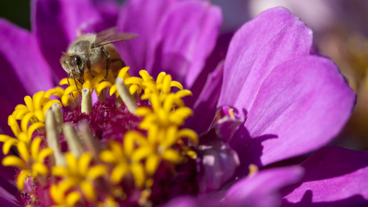Moving Art: Flowers - 剧照