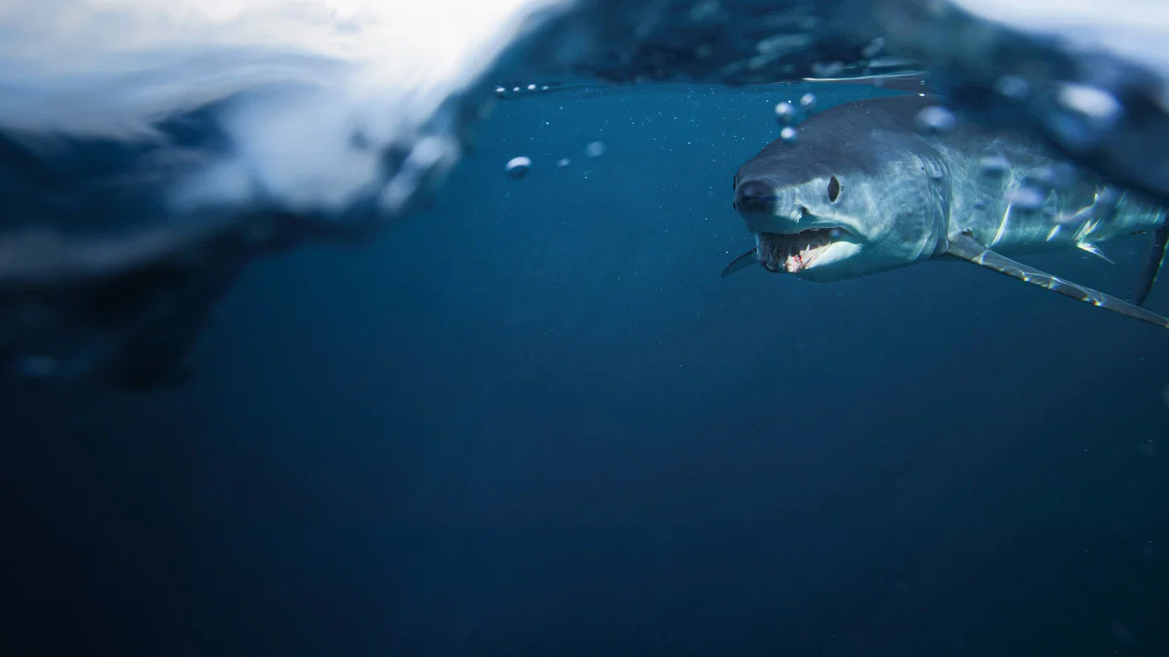 Shark vs. Tuna - 剧照