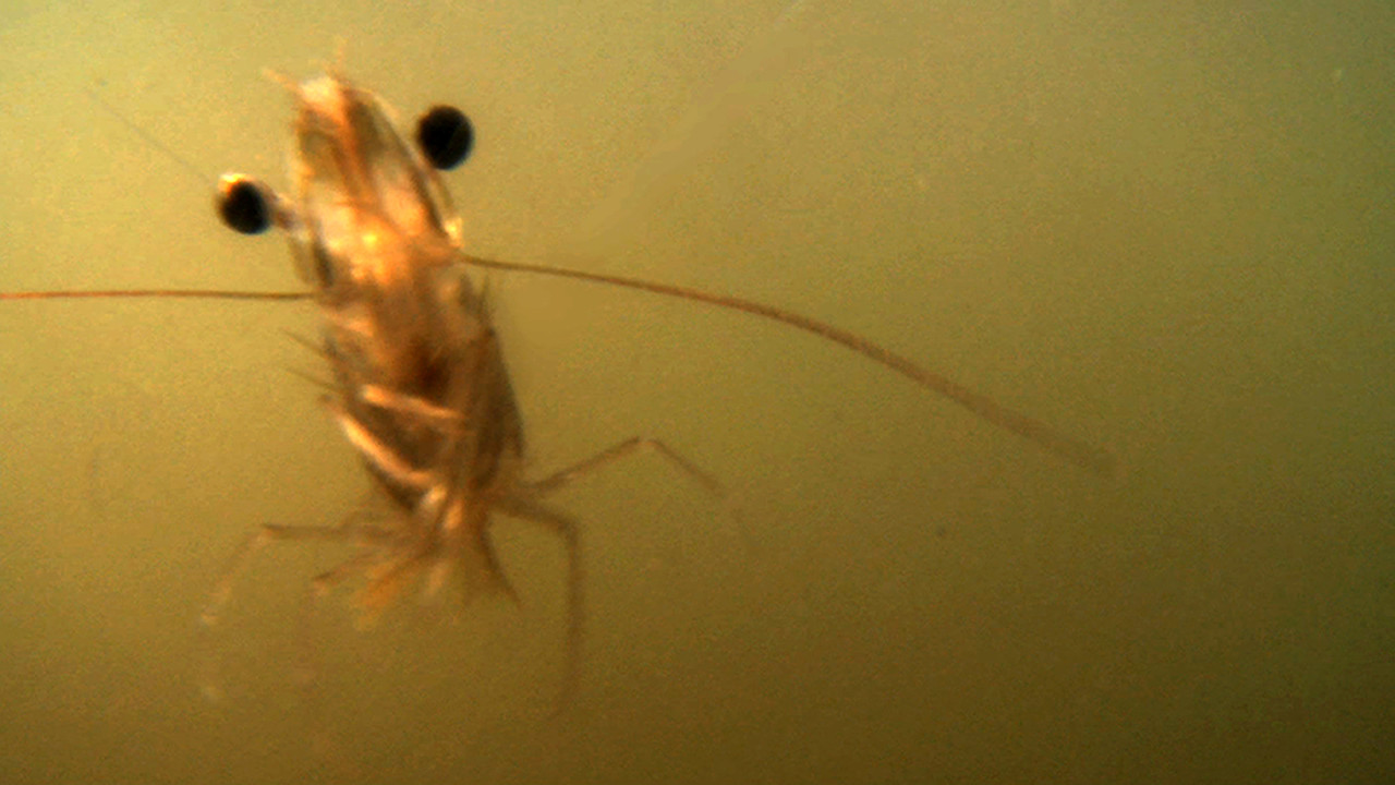 The Shrimp - 剧照