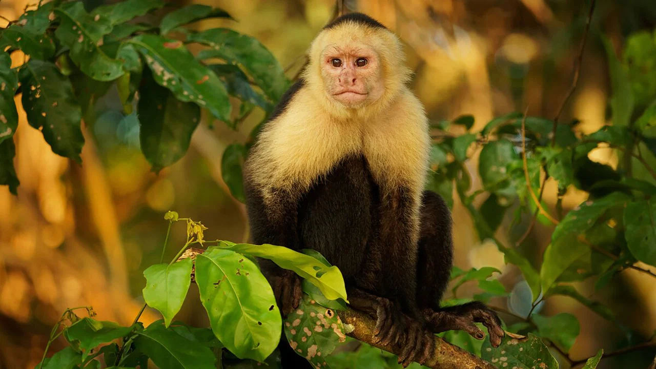 Nicobar Islands: A Monkey's Long Tale - 剧照