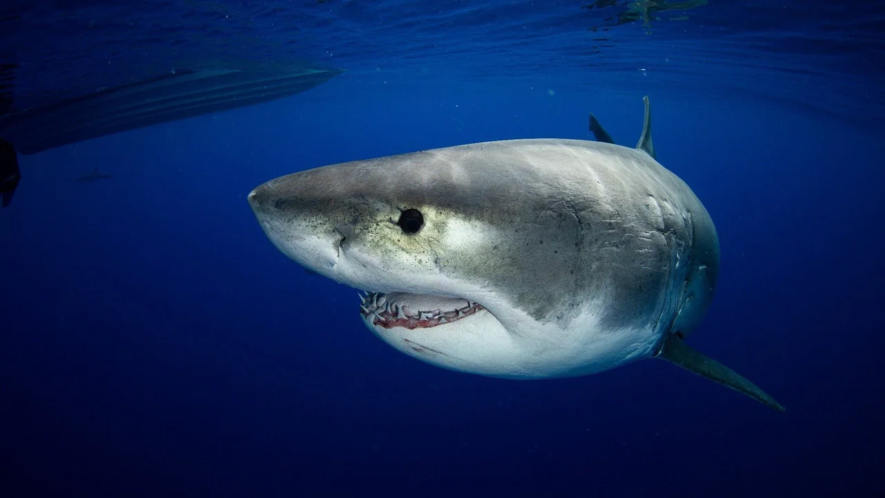 Great White vs Tiger Shark - 剧照