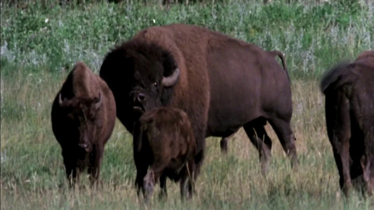 The Great Buffalo Saga - 剧照