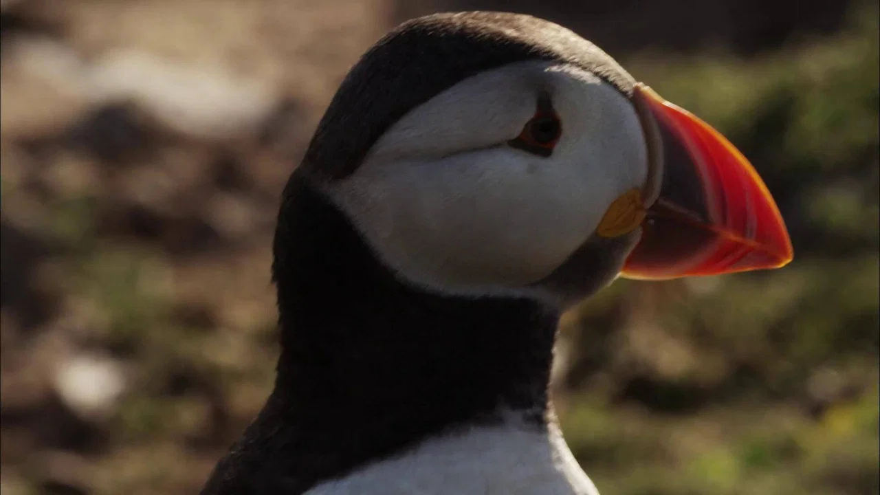 Puffin Patrol - 剧照