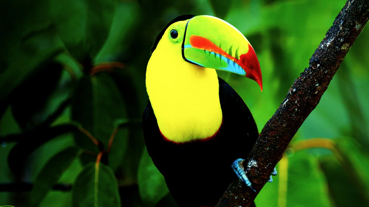 Untamed Costa Rica with Filipe DeAndrade - 剧照