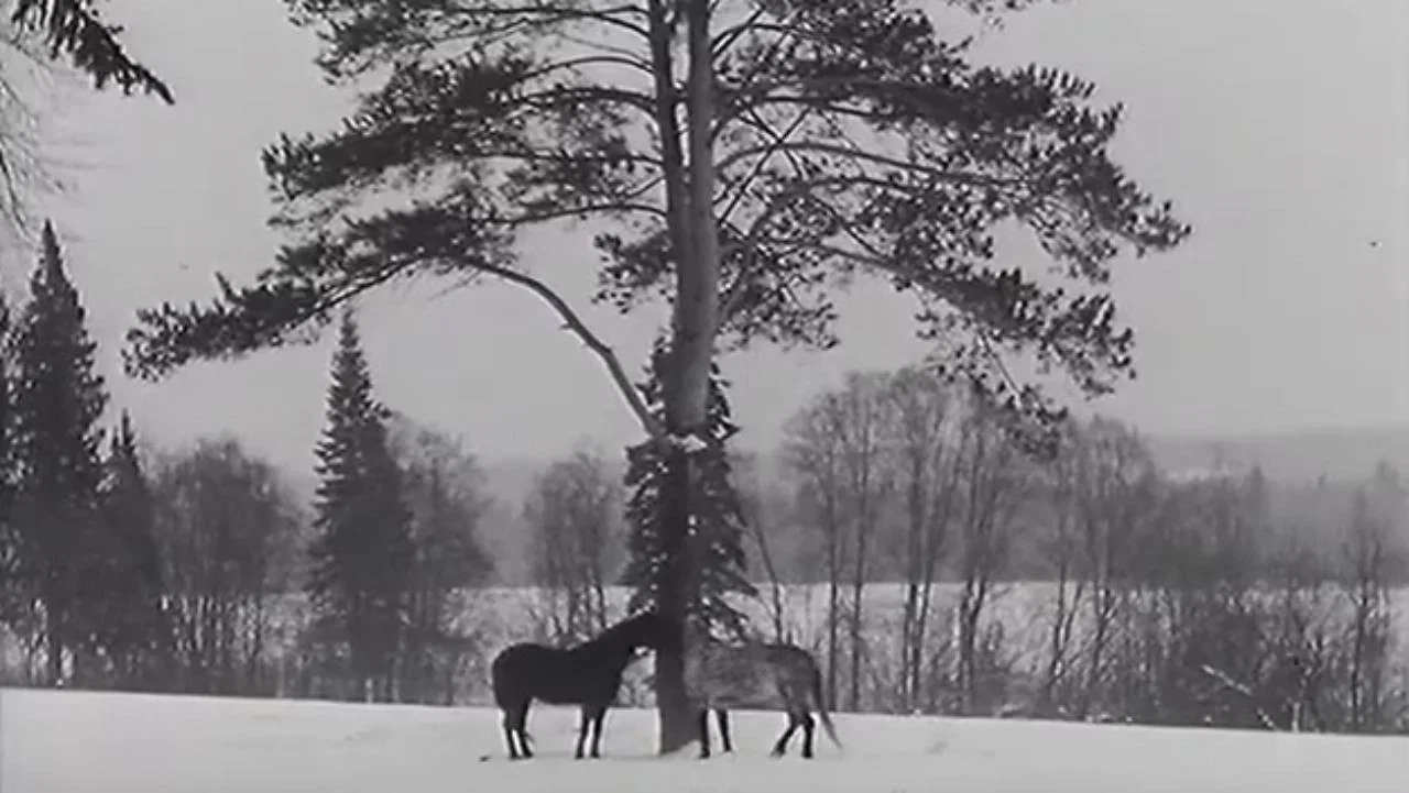 Шаговик - 剧照