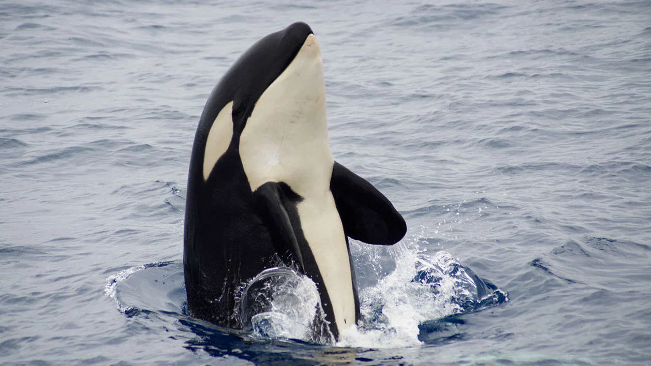 The Search for the Ocean's Super Predator - 剧照