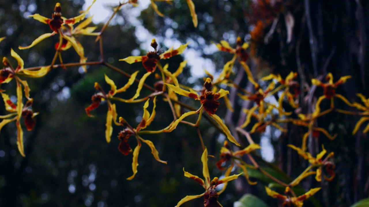Homo Botanicus - 剧照