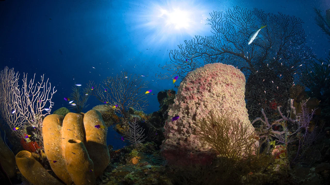 Jewels of the Caribbean Sea - 剧照
