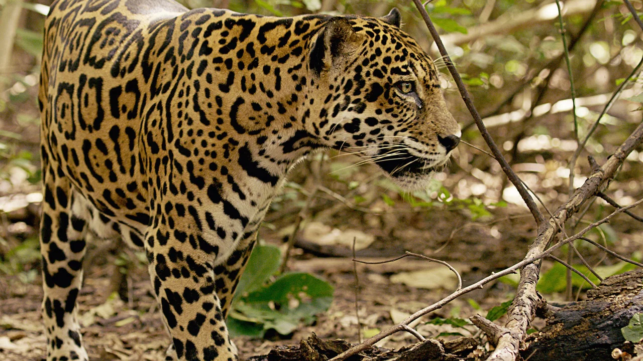 Jaguar Beach Battle - 剧照