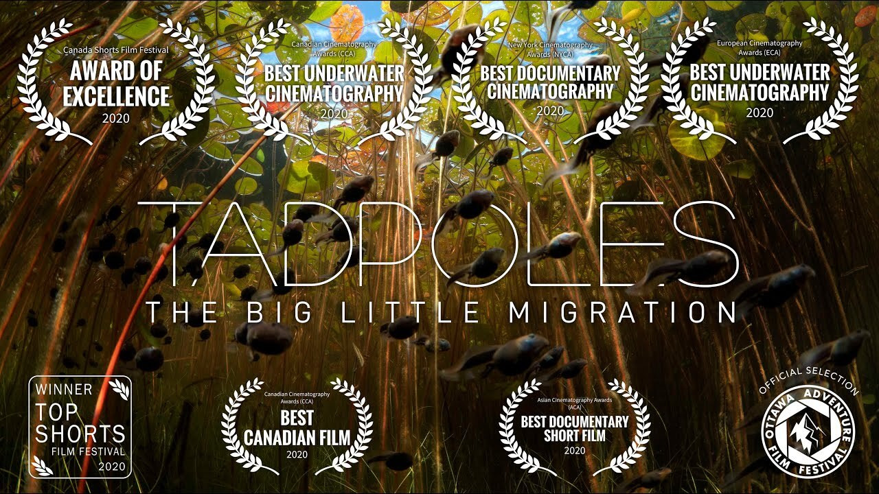 Tadpoles: The Big Little Migration - 剧照