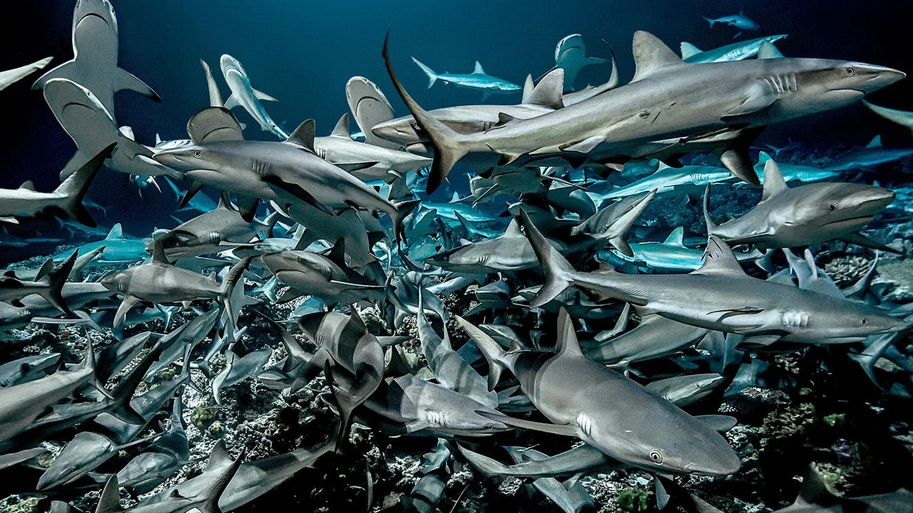 700 requins dans la nuit - 剧照