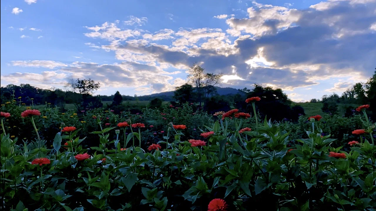 Half a Summer on Waterpenny Farm - 剧照