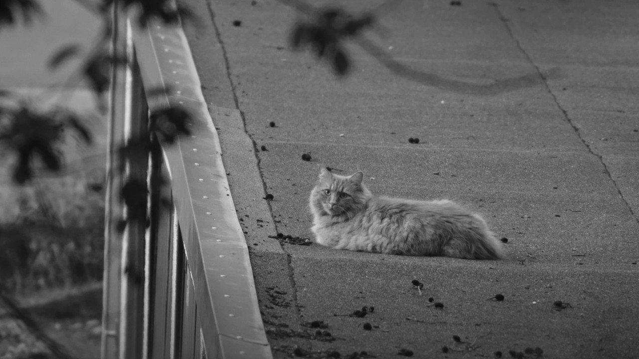 Der Katze ist das alles egal. - 剧照