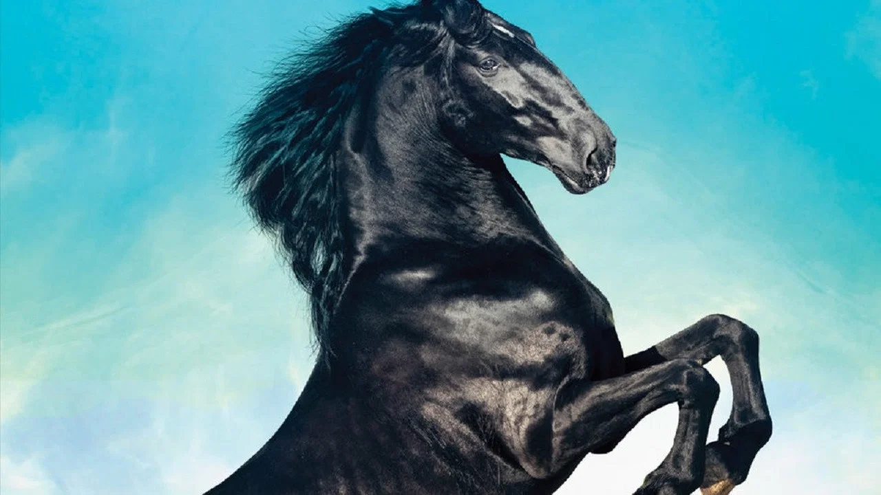 Black Beauty - 剧照