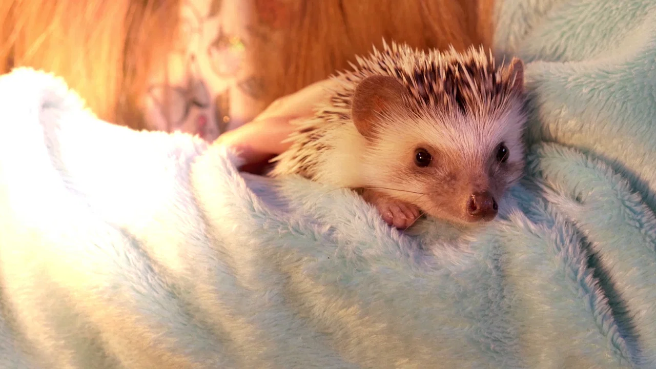 Andy the Talking Hedgehog - 剧照