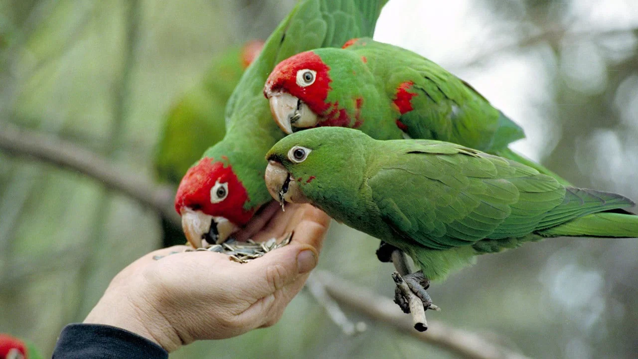 The Wild Parrots of Telegraph Hill - 剧照