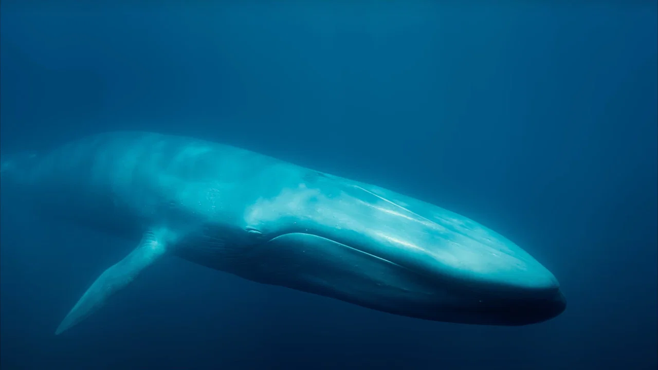 Blue Whales: Return of the Giants - 剧照